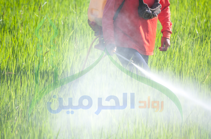 شركة رش مبيدات بالقطيف